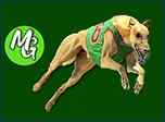 mr galgos greyhound