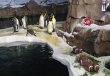 Penguin Live Cams in USA