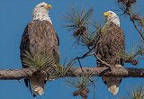 Eagle Live Cams in USA